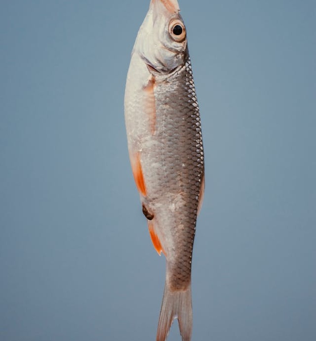 Protein ideas prepping including fish
